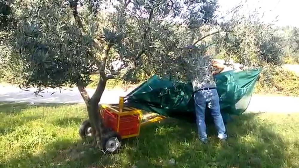 Gözbebeğimiz Zeytinlerimiz İçin Hasat Zamanı